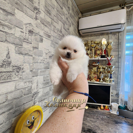 Изображение питомца