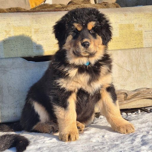 Изображение питомца