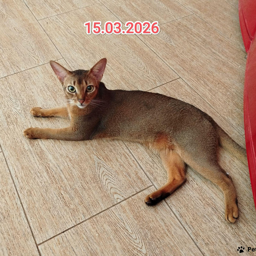 Изображение питомца