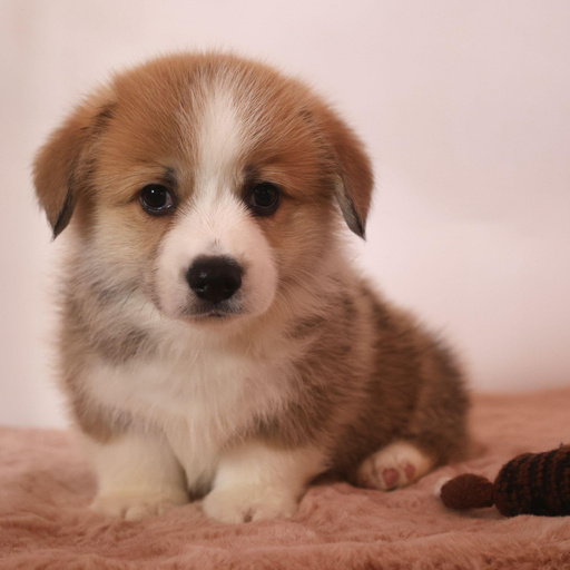 Изображение питомца