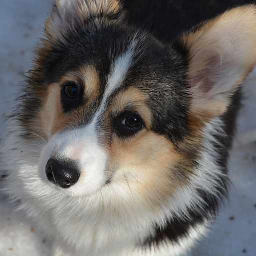 Изображение питомца