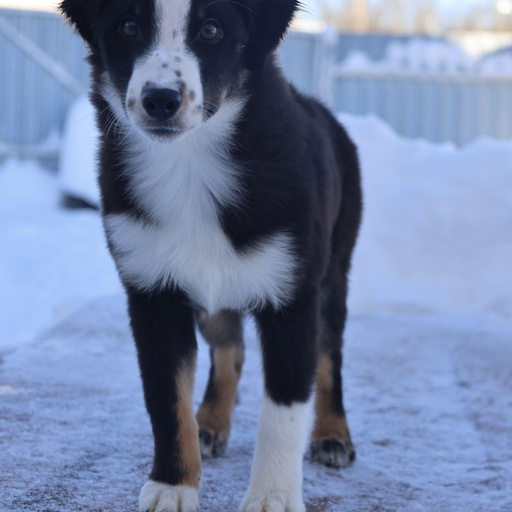 Изображение питомца