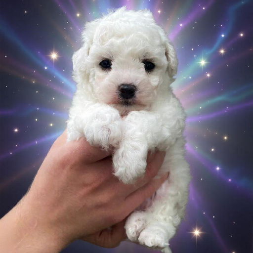 Изображение питомца