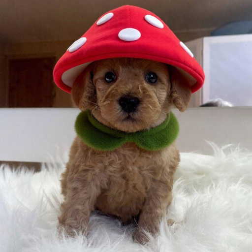 Изображение питомца