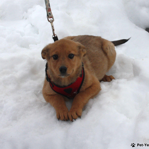 Изображение питомца