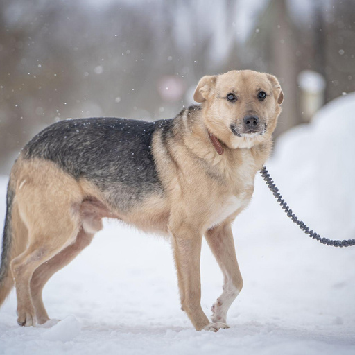 Изображение питомца