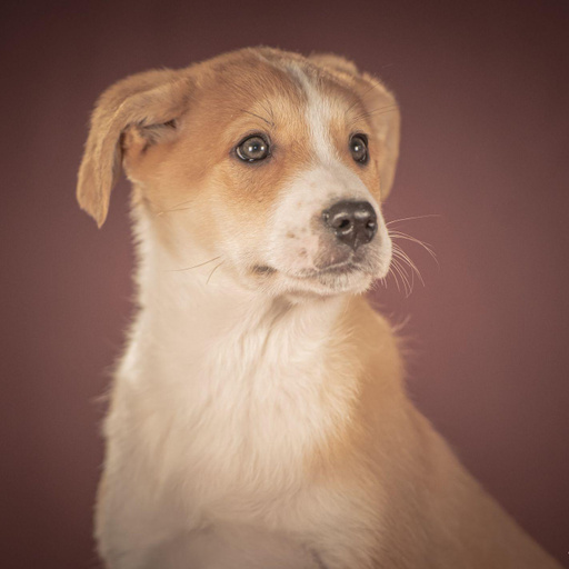 Изображение питомца