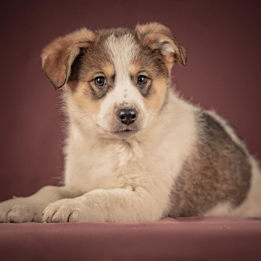 Изображение питомца