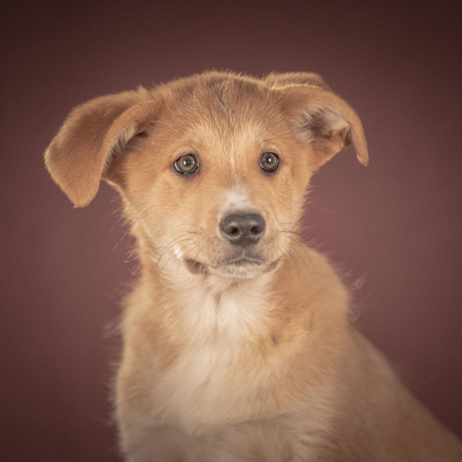 Изображение питомца