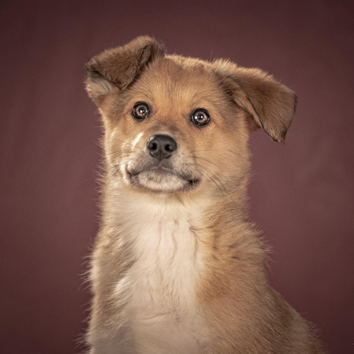 Изображение питомца