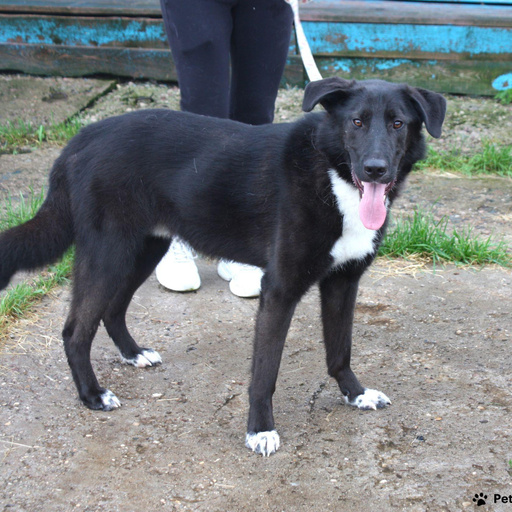 Изображение питомца