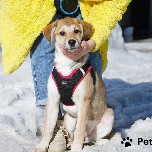 Изображение питомца