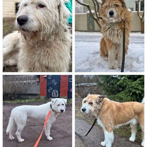 Изображение питомца