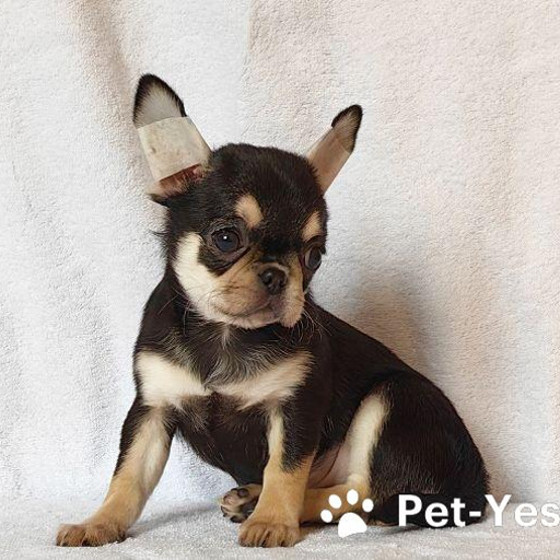 Изображение питомца