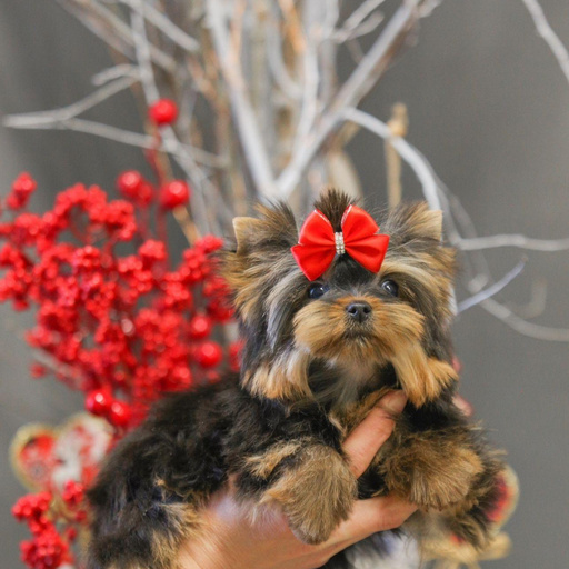 Изображение питомца