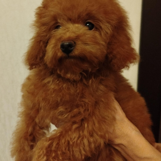 Изображение питомца