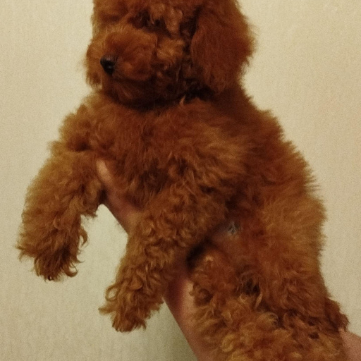 Изображение питомца