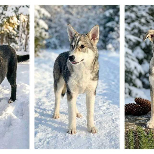 Изображение питомца