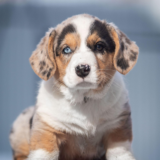 Изображение питомца