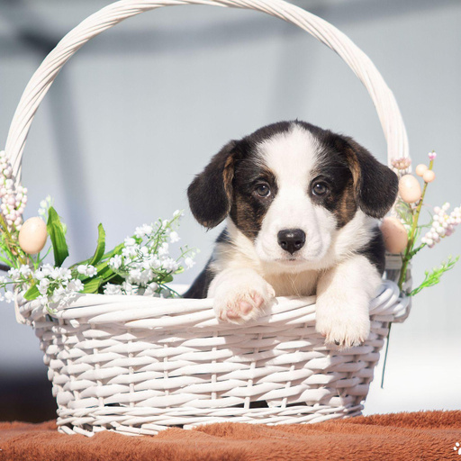 Изображение питомца