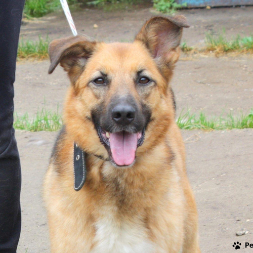 Изображение питомца