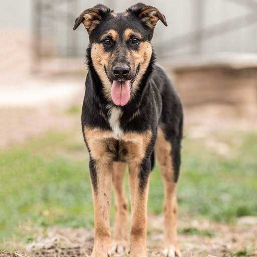 Изображение питомца