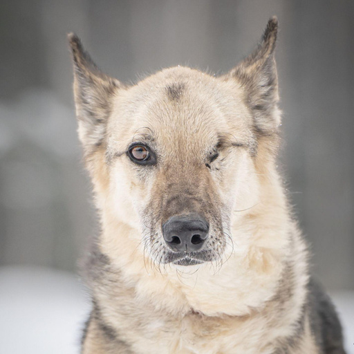 Изображение питомца