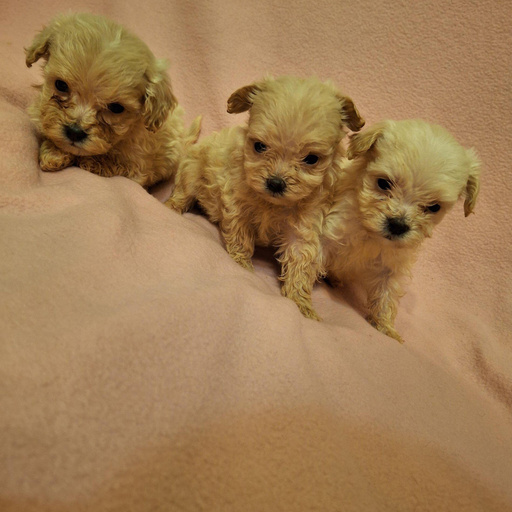 Изображение питомца