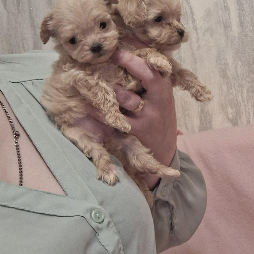 Изображение питомца