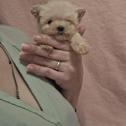 Изображение питомца