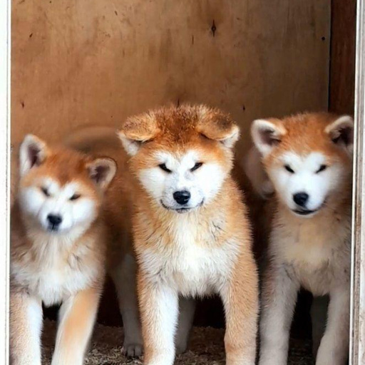 Изображение питомца