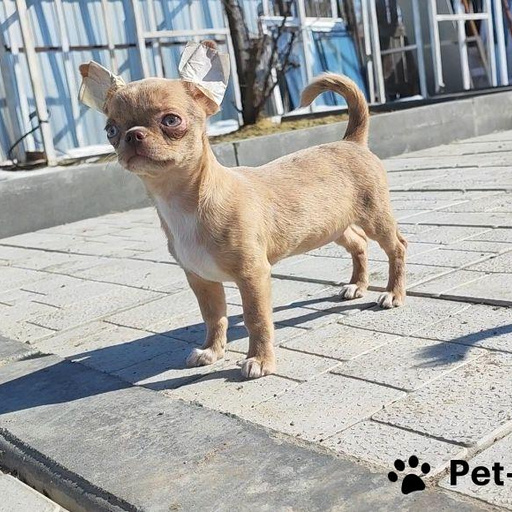 Изображение питомца