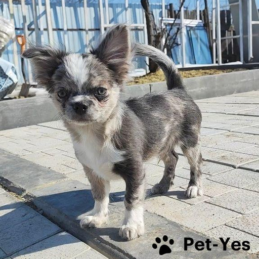 Изображение питомца