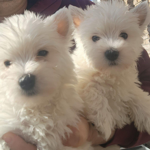 Изображение питомца