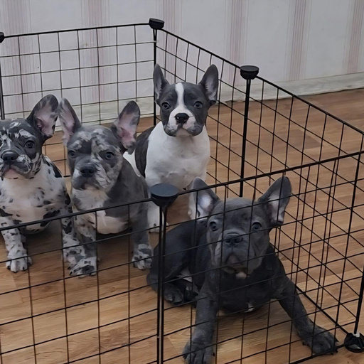 Изображение питомца