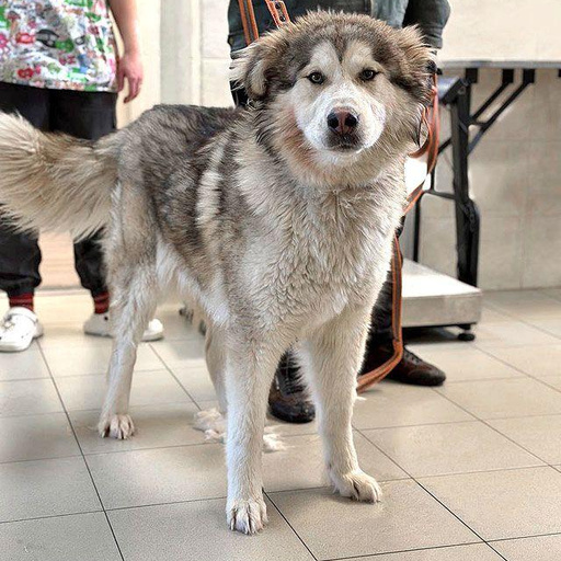 Изображение питомца