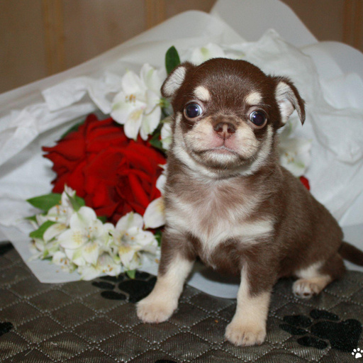 Изображение питомца