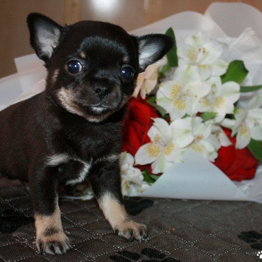 Изображение питомца