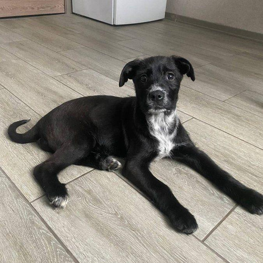 Изображение питомца