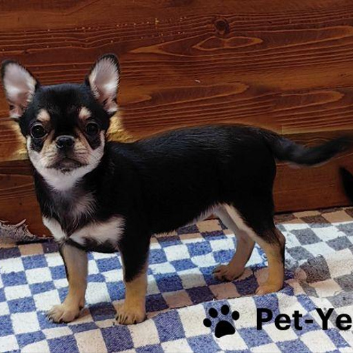 Изображение питомца