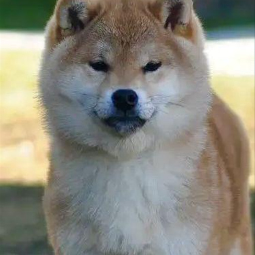 Изображение питомца