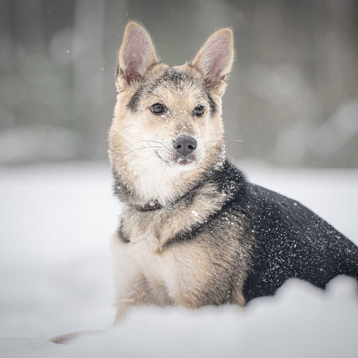 Изображение питомца