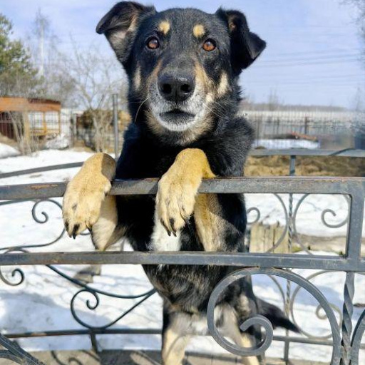 Изображение питомца