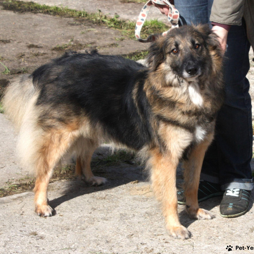 Изображение питомца