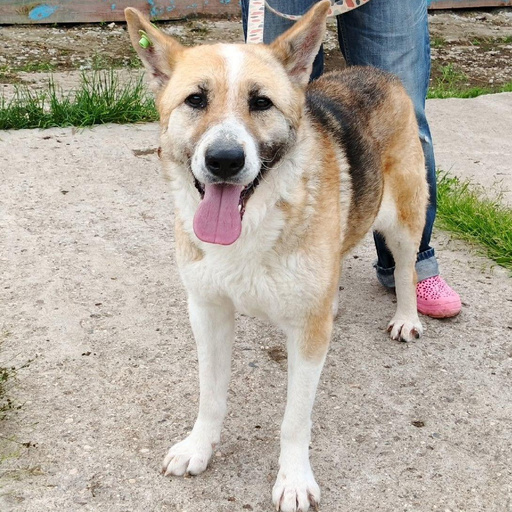 Изображение питомца