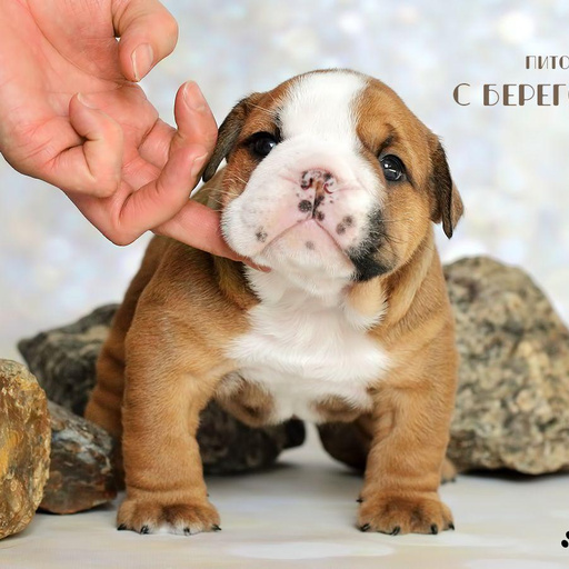 Изображение питомца