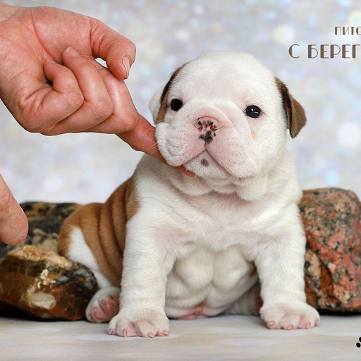 Изображение питомца