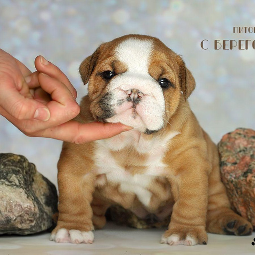 Изображение питомца