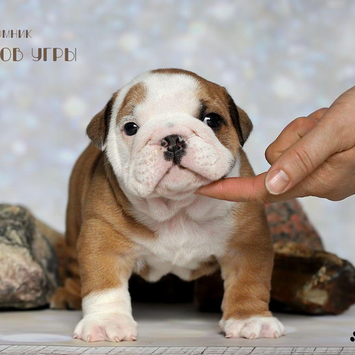 Изображение питомца