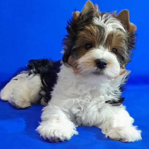 Изображение питомца